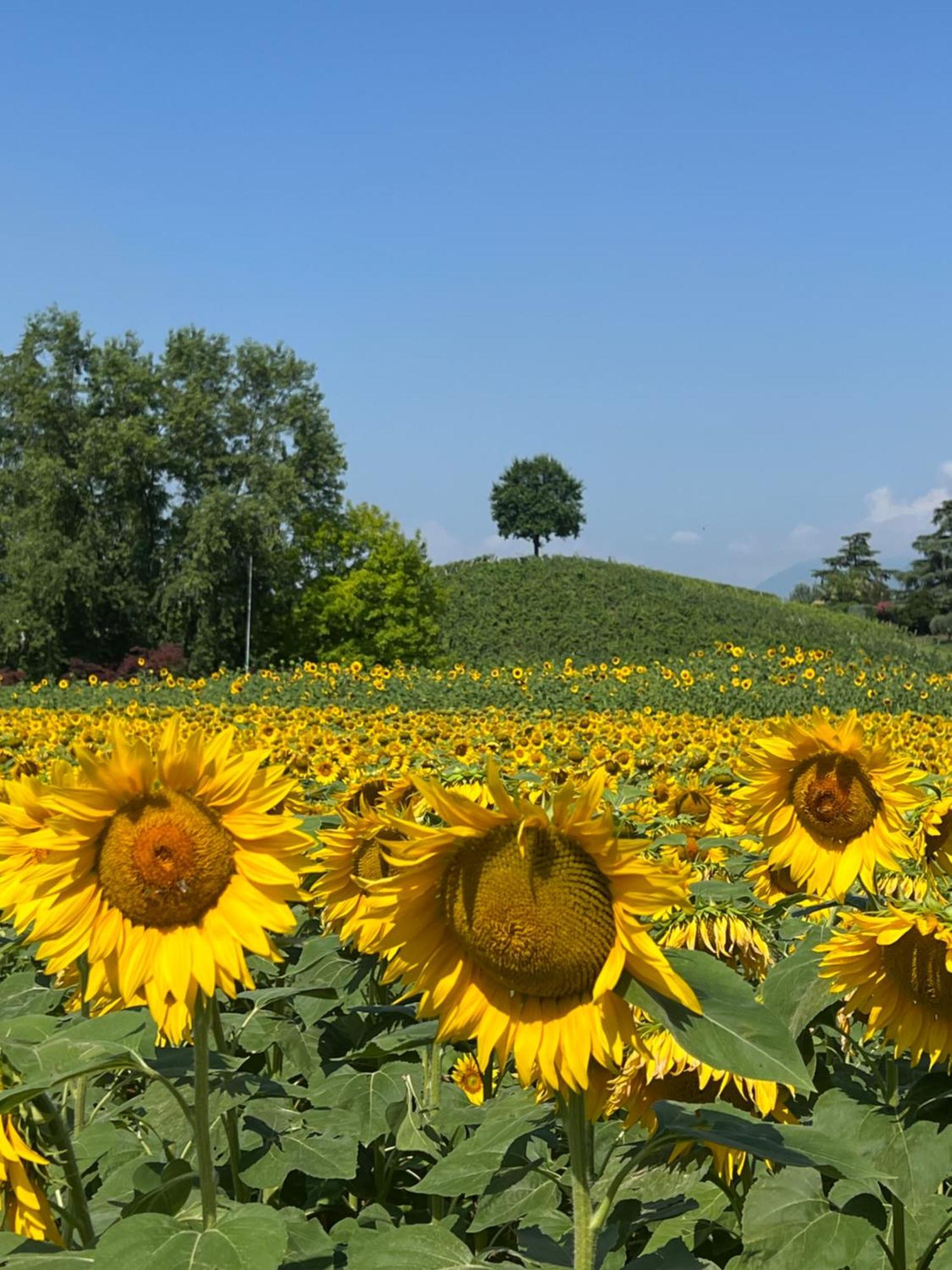Borghetto San Biagio Relais Agriturismo Thiene Eksteriør bilde